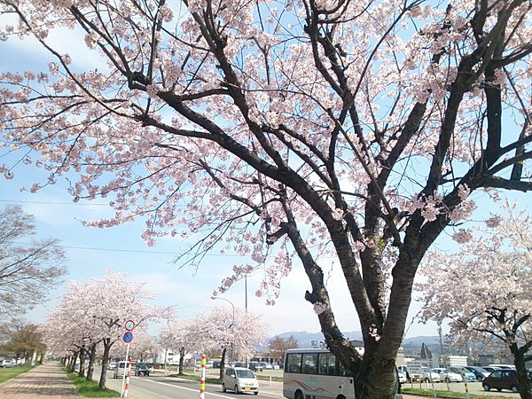 横手の素敵な桜通り