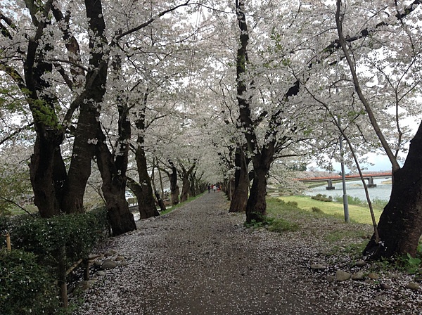 角館の桜並木